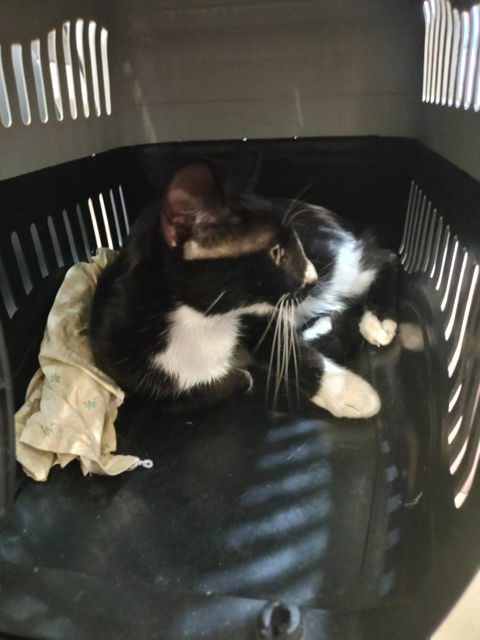 İskenderun'dan bacakları kırılan kedinin ameliyatı, tedavisi