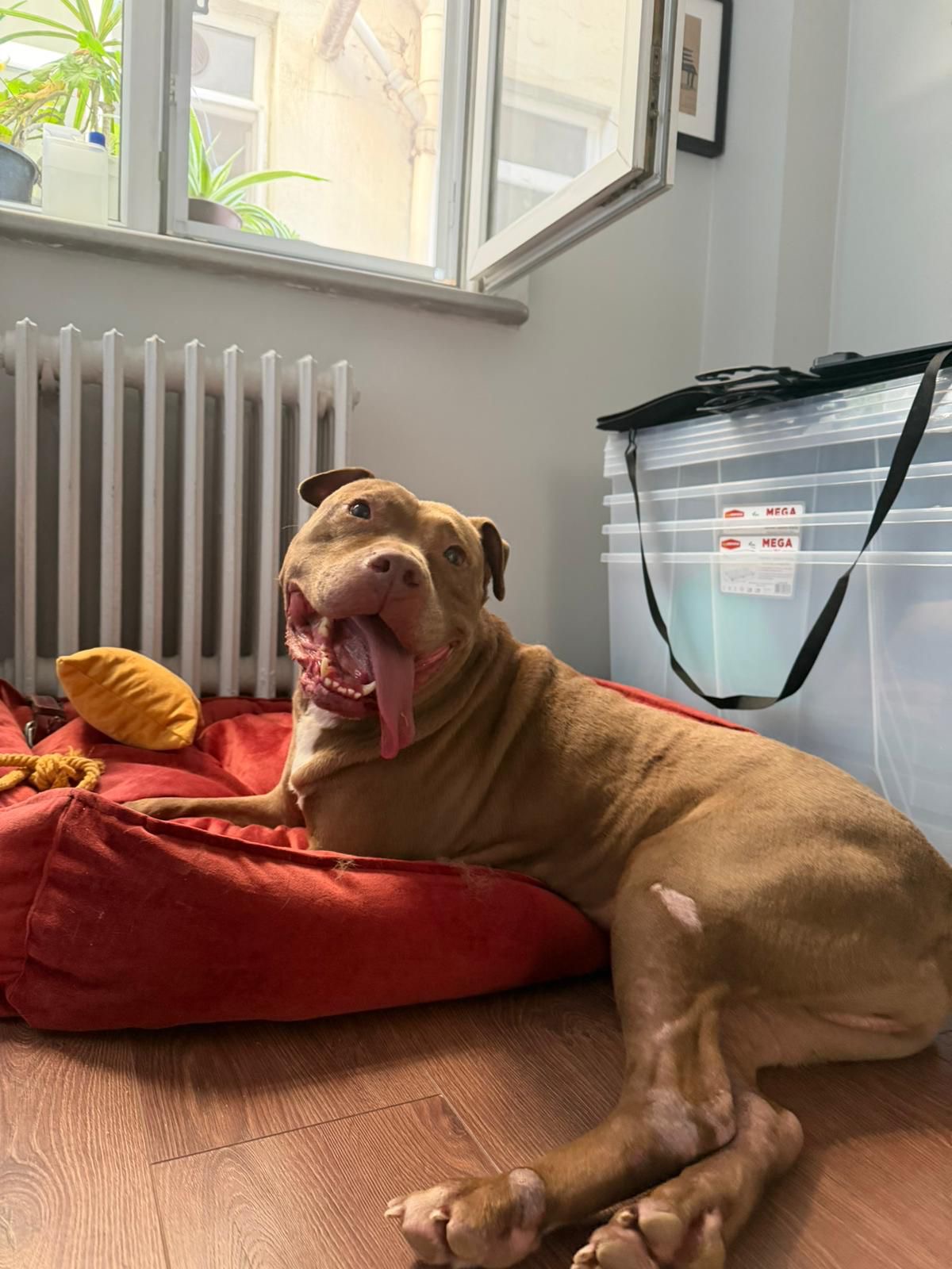 Paşa’nın geçici yuvasında bakımı