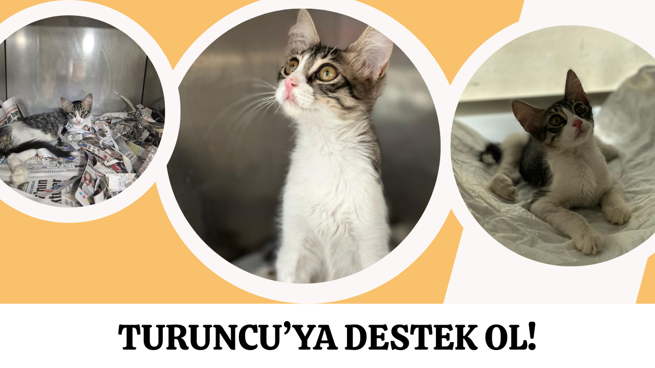 TURUNCU'YA DESTEK OL! 🧡