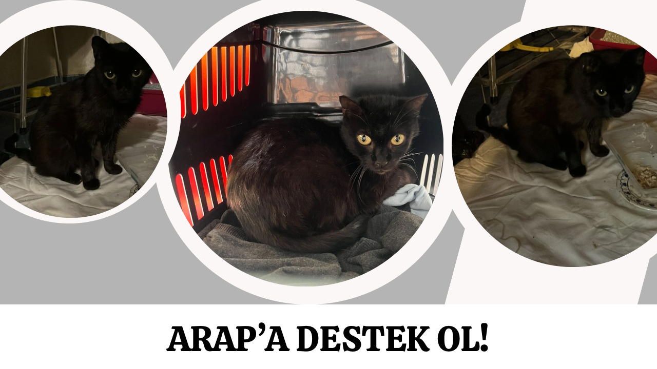 Arap’a Destek ol 🖤