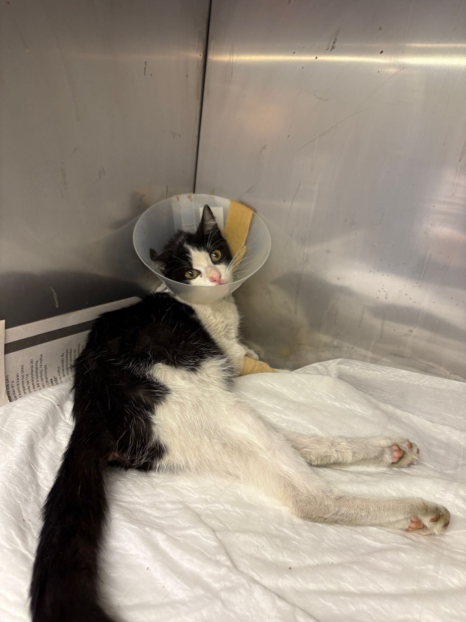 Beli Kırık Kedi için destek