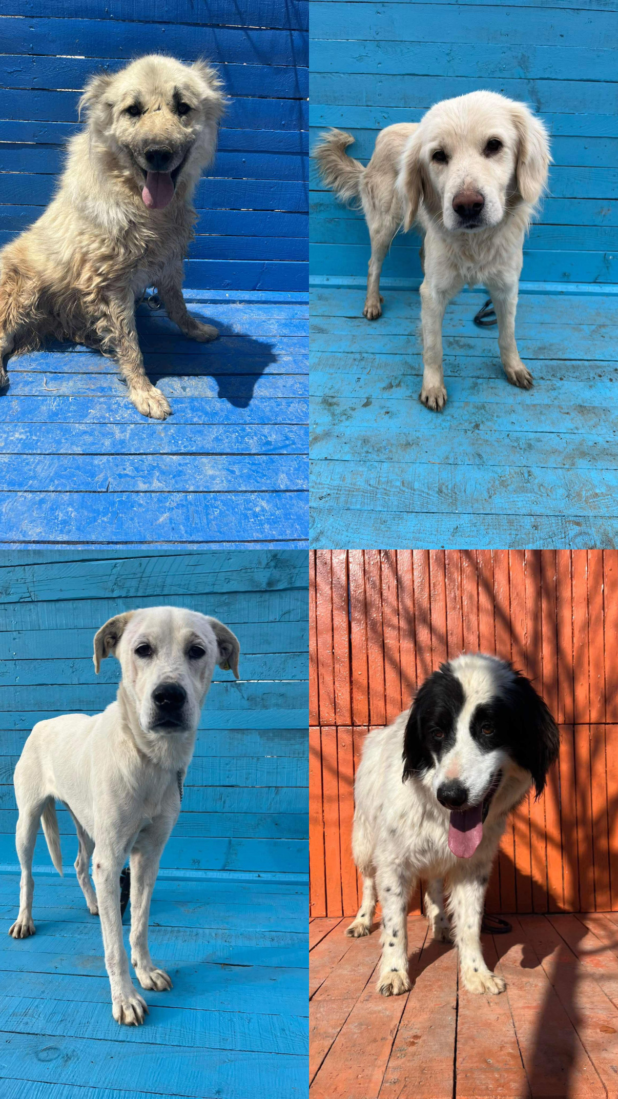 Karantina Tadilat Desteği