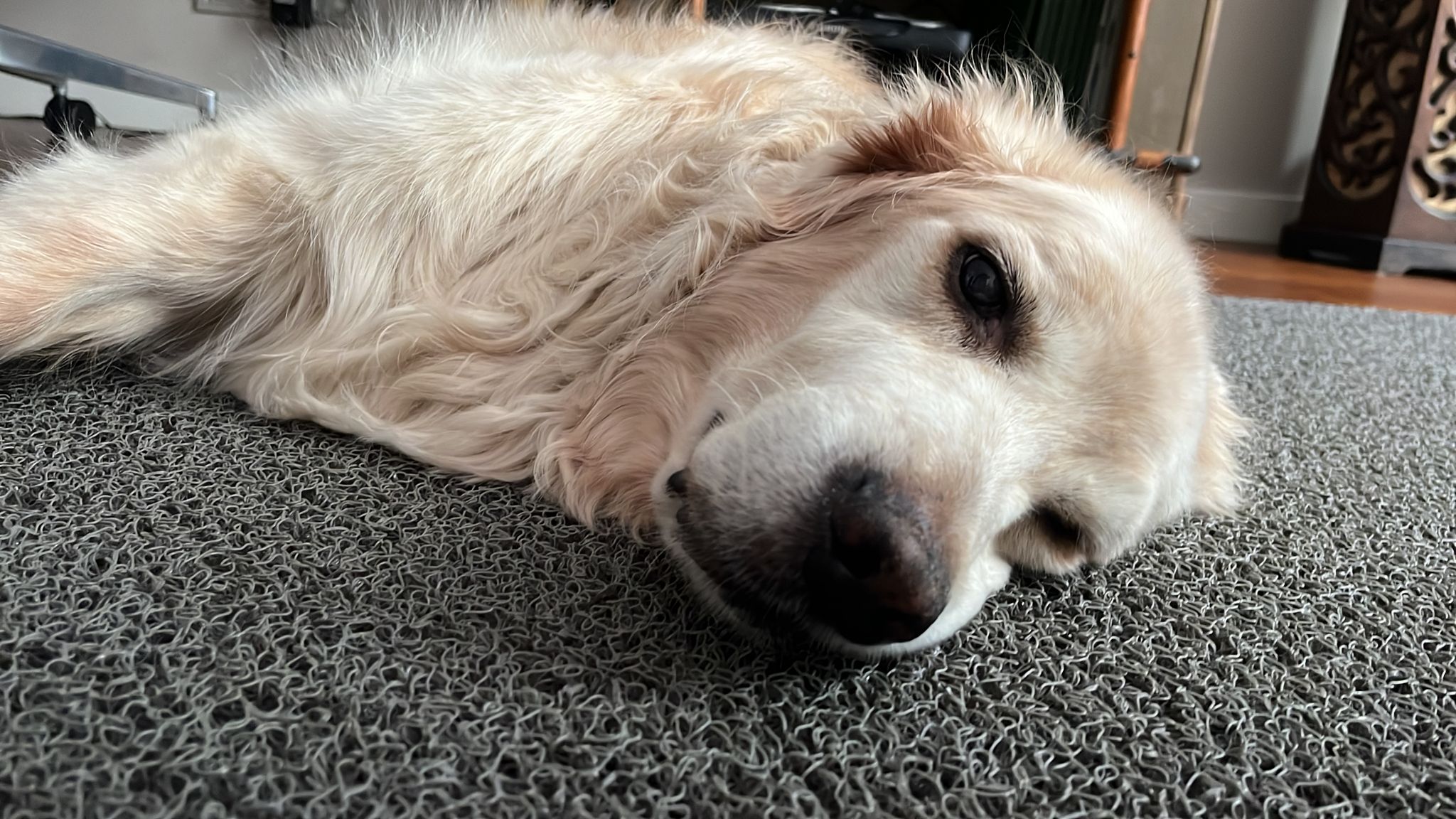 Gofret'ten Patili Dostlarına