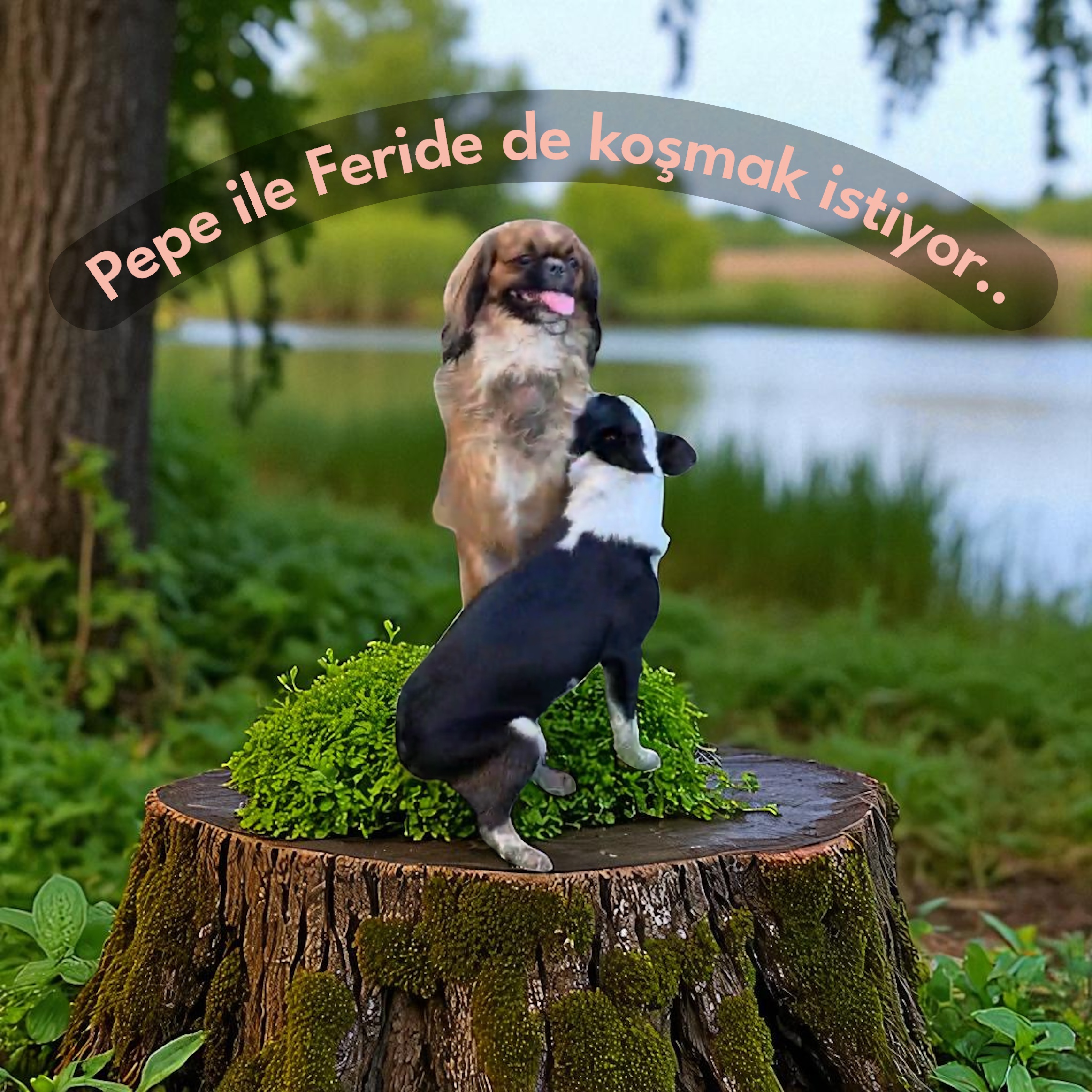 Pepe ile Feride de koşmak istiyor… 💔🐶