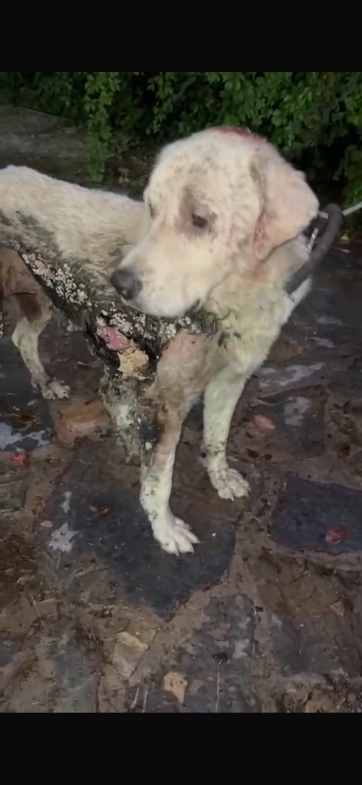 Çatalca - Korumaya Alınan Can