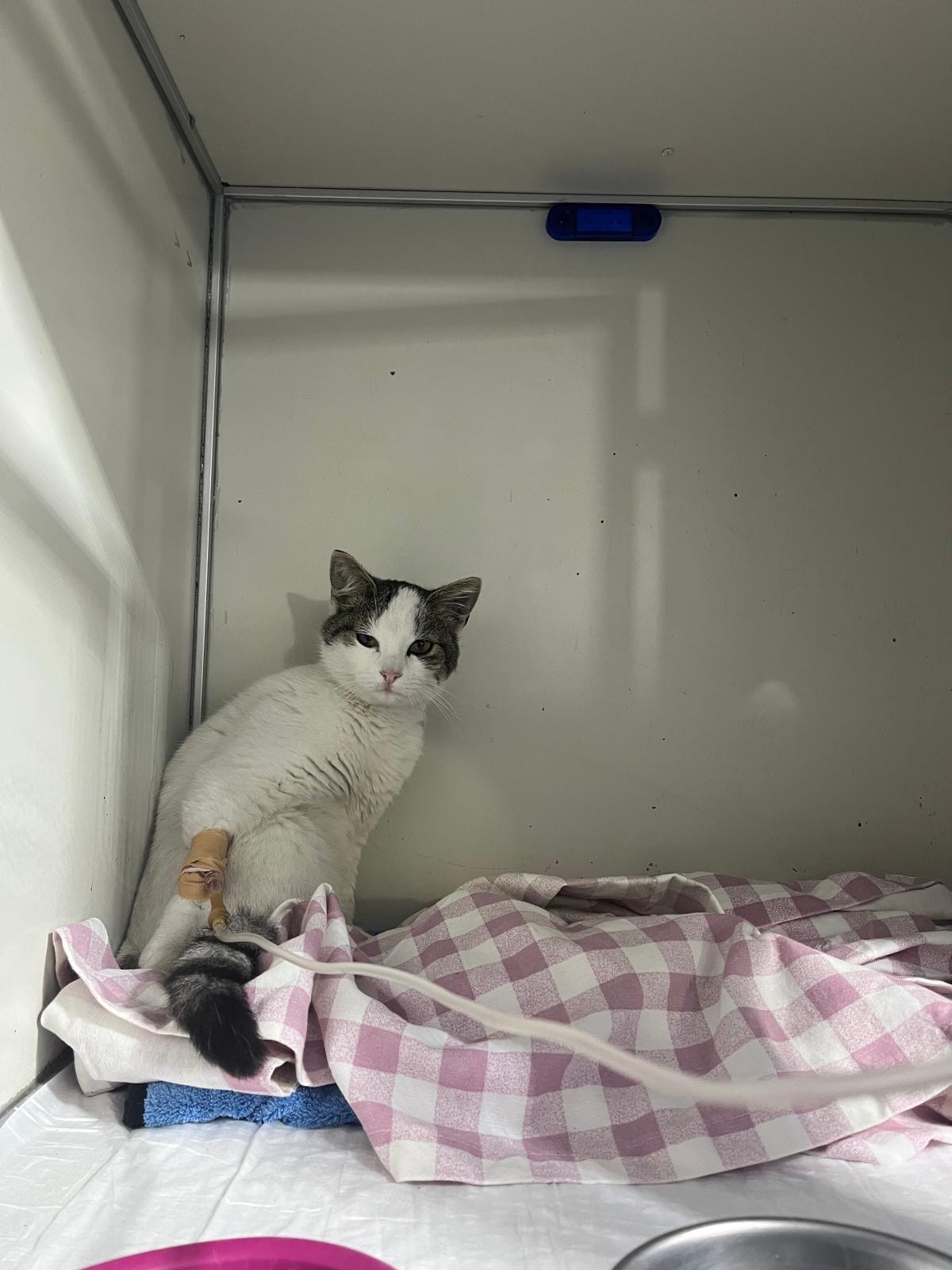 Mahallenin küçüğü için tedavi desteği