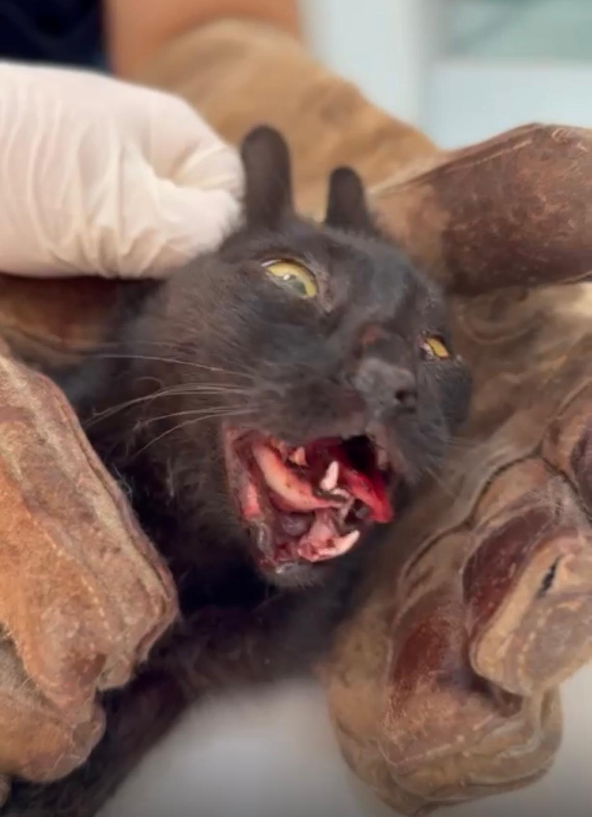 Hayat Kedi Ameliyat
