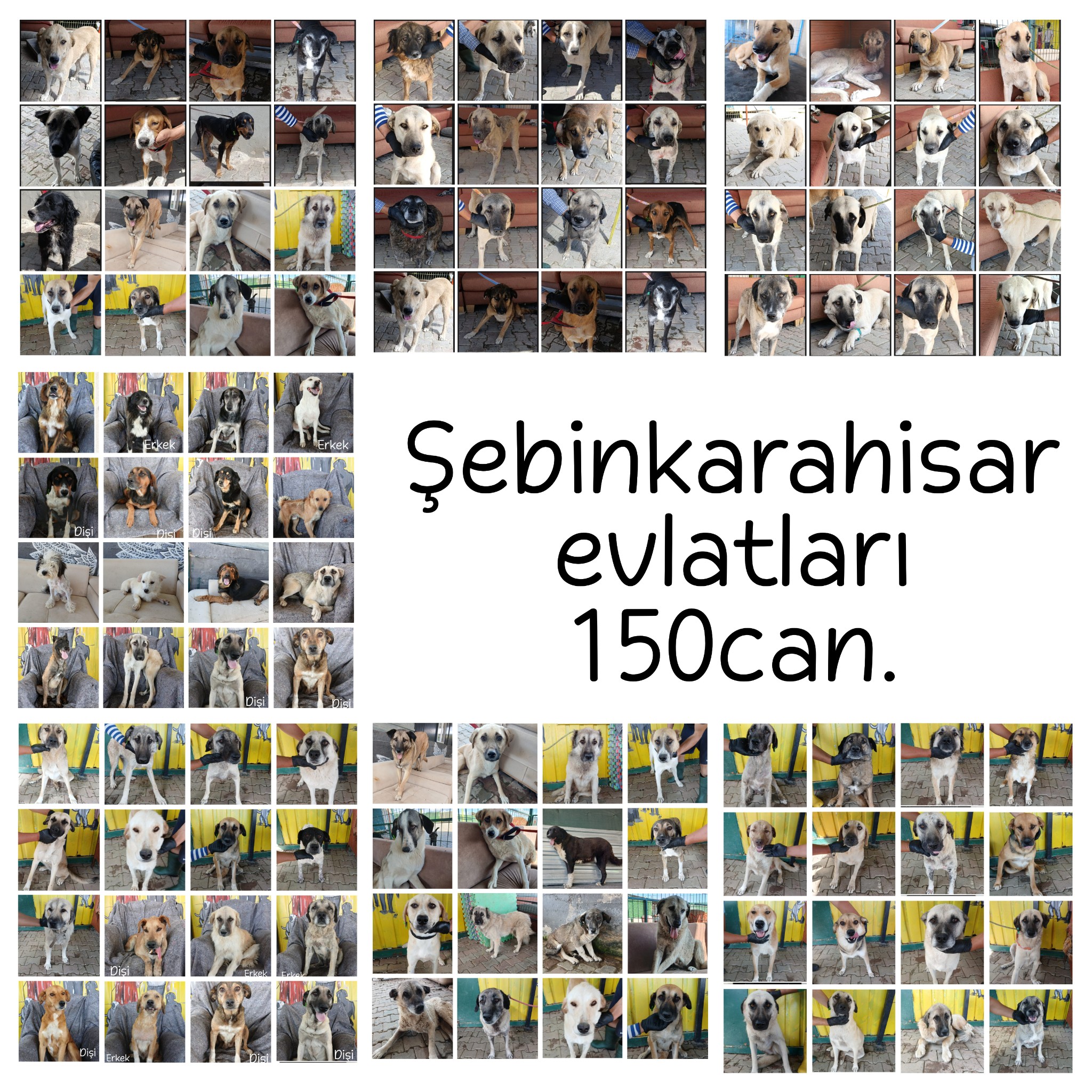 AŞILAMA KAMPANYASI 💉