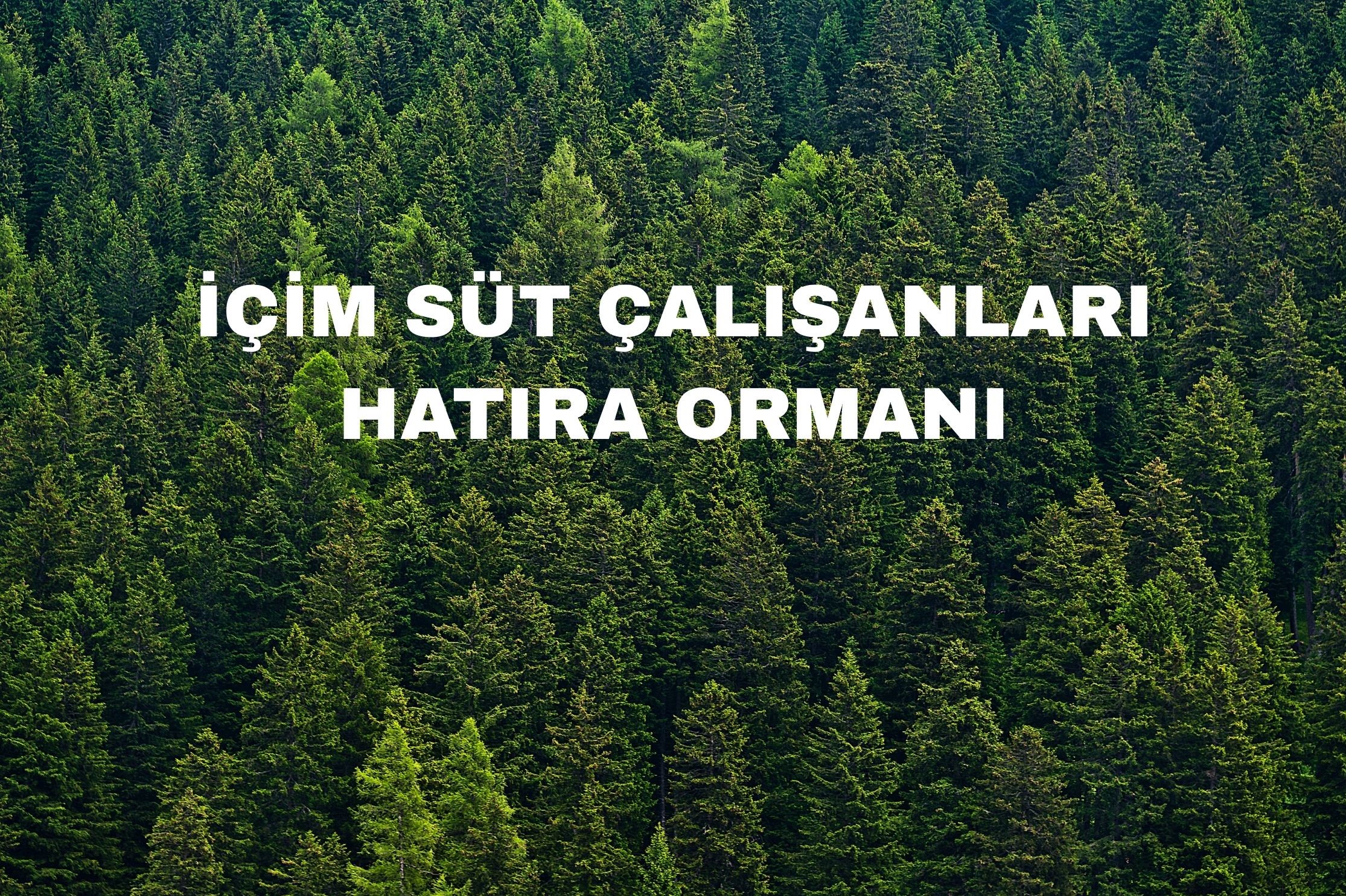 İçim Süt Çalışanları Hatıra Ormanı
